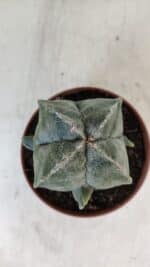 ASTROPHYTUM MYRIOSTIGMA "4 Quinas" Nº 1036 – vaso 11 - Imagem 3