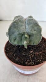 ASTROPHYTUM MYRIOSTIGMA "4 Quinas" Nº 1036 – vaso 11 - Imagem 9