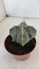ASTROPHYTUM MYRIOSTIGMA "4 Quinas" Nº 1036 – vaso 11 - Imagem 8