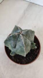 ASTROPHYTUM MYRIOSTIGMA "4 Quinas" Nº 1036 – vaso 11 - Imagem 7