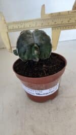 ASTROPHYTUM MYRIOSTIGMA "4 Quinas" Nº 1036 – vaso 11 - Imagem 4