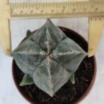 ASTROPHYTUM MYRIOSTIGMA "4 Quinas" Nº 1036 – vaso 11