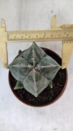 ASTROPHYTUM MYRIOSTIGMA "4 Quinas" Nº 1036 – vaso 11