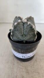 ASTROPHYTUM MYRIOSTIGMA "4 Quinas" Nº 1037 – vaso 09 - Imagem 2