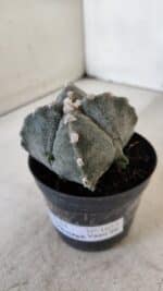 ASTROPHYTUM MYRIOSTIGMA "4 Quinas" Nº 1037 – vaso 09 - Imagem 6