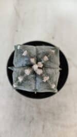 ASTROPHYTUM MYRIOSTIGMA "4 Quinas" Nº 1037 – vaso 09 - Imagem 3