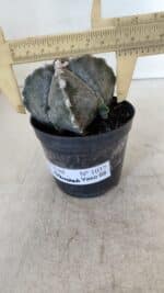 ASTROPHYTUM MYRIOSTIGMA "4 Quinas" Nº 1037 – vaso 09 - Imagem 4