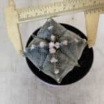 ASTROPHYTUM MYRIOSTIGMA "4 Quinas" Nº 1037 – vaso 09