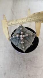 ASTROPHYTUM MYRIOSTIGMA "4 Quinas" Nº 1037 – vaso 09