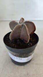 ASTROPHYTUM MYRIOSTIGMA Nº 1038 – vaso 09 - Imagem 2