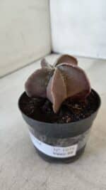 ASTROPHYTUM MYRIOSTIGMA Nº 1038 – vaso 09 - Imagem 8