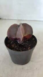 ASTROPHYTUM MYRIOSTIGMA Nº 1038 – vaso 09 - Imagem 7