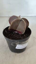 ASTROPHYTUM MYRIOSTIGMA Nº 1038 – vaso 09 - Imagem 6