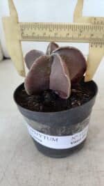 ASTROPHYTUM MYRIOSTIGMA Nº 1038 – vaso 09 - Imagem 4