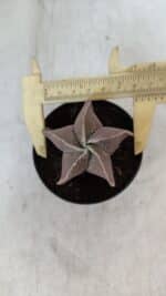 ASTROPHYTUM MYRIOSTIGMA Nº 1038 – vaso 09