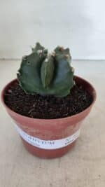 ASTROPHYTUM MYRIOSTIGMA Nº 1039 – vaso 11 - Imagem 2