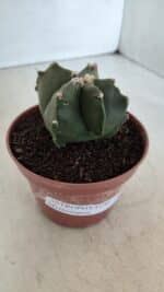 ASTROPHYTUM MYRIOSTIGMA Nº 1039 – vaso 11 - Imagem 9