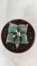 ASTROPHYTUM MYRIOSTIGMA Nº 1039 – vaso 11 - Imagem 3