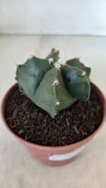 ASTROPHYTUM MYRIOSTIGMA Nº 1039 – vaso 11 - Imagem 6