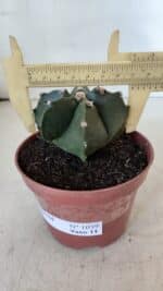 ASTROPHYTUM MYRIOSTIGMA Nº 1039 – vaso 11 - Imagem 4