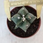 ASTROPHYTUM MYRIOSTIGMA Nº 1039 – vaso 11