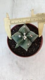 ASTROPHYTUM MYRIOSTIGMA Nº 1039 – vaso 11