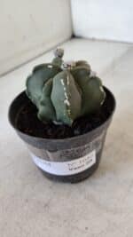 ASTROPHYTUM MYRIOSTIGMA Nº 1040 – vaso 09 - Imagem 8