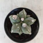 ASTROPHYTUM MYRIOSTIGMA Nº 1040 – vaso 09