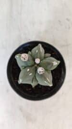 ASTROPHYTUM MYRIOSTIGMA Nº 1040 – vaso 09