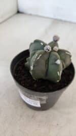 ASTROPHYTUM MYRIOSTIGMA Nº 1040 – vaso 09 - Imagem 7