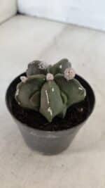 ASTROPHYTUM MYRIOSTIGMA Nº 1040 – vaso 09 - Imagem 6