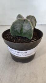 ASTROPHYTUM MYRIOSTIGMA Nº 953"4 QUINAS"  – vaso 11 - Imagem 2