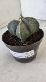 ASTROPHYTUM MYRIOSTIGMA Nº 953"4 QUINAS"  – vaso 11 - Imagem 9