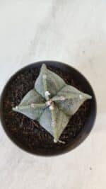 ASTROPHYTUM MYRIOSTIGMA Nº 953"4 QUINAS"  – vaso 11 - Imagem 3