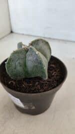 ASTROPHYTUM MYRIOSTIGMA Nº 953"4 QUINAS"  – vaso 11 - Imagem 8