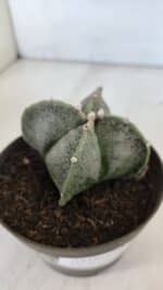 ASTROPHYTUM MYRIOSTIGMA Nº 953"4 QUINAS"  – vaso 11 - Imagem 6