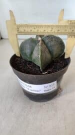 ASTROPHYTUM MYRIOSTIGMA Nº 953"4 QUINAS"  – vaso 11 - Imagem 4