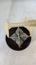 ASTROPHYTUM MYRIOSTIGMA Nº 953"4 QUINAS"  – vaso 11