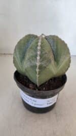 ASTROPHYTUM MYRIOSTIGMA Nº 959 "4 Quinas"  – vaso 11 - Imagem 2