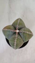 ASTROPHYTUM MYRIOSTIGMA Nº 959 "4 Quinas"  – vaso 11 - Imagem 3