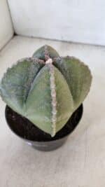 ASTROPHYTUM MYRIOSTIGMA Nº 959 "4 Quinas"  – vaso 11 - Imagem 8