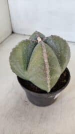 ASTROPHYTUM MYRIOSTIGMA Nº 959 "4 Quinas"  – vaso 11 - Imagem 6