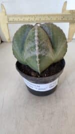 ASTROPHYTUM MYRIOSTIGMA Nº 959 "4 Quinas"  – vaso 11