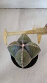 ASTROPHYTUM MYRIOSTIGMA Nº 959 "4 Quinas"  – vaso 11 - Imagem 5