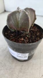 ASTROPHYTUM MYRIOSTIGMA "4 Quinas" Nº 999 – vaso 09 - Imagem 9