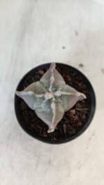 ASTROPHYTUM MYRIOSTIGMA "4 Quinas" Nº 999 – vaso 09 - Imagem 3