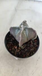 ASTROPHYTUM MYRIOSTIGMA "4 Quinas" Nº 999 – vaso 09 - Imagem 8
