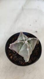 ASTROPHYTUM MYRIOSTIGMA "4 Quinas" Nº 999 – vaso 09 - Imagem 7