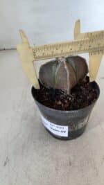 ASTROPHYTUM MYRIOSTIGMA "4 Quinas" Nº 999 – vaso 09 - Imagem 6