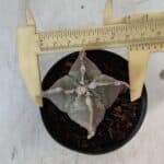 ASTROPHYTUM MYRIOSTIGMA "4 Quinas" Nº 999 – vaso 09